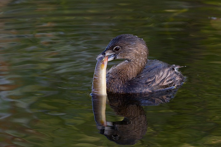 Bindentaucher Podilymbus podiceps Pied-billed Grebe