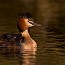 thumbs/IMG_5265.jpg